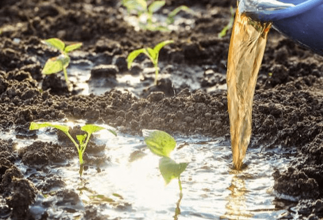 <a href=http://m.6060dd.com/mcy/ target=_blank class=infotextkey>木醋液</a>對農(nóng)作物改良土壤圖